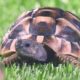 clearscore uk television tv commercial tortoise grass voiceover